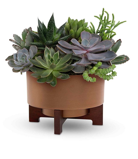 Harvest Succulent Garden